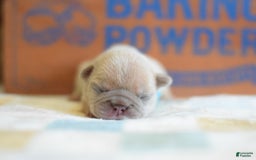 French Bulldog dogs for sale: Blue collar - Image 4