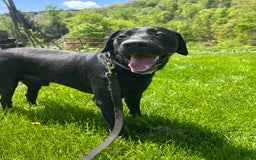 Labrador Retriever dogs for sale: Ducky - Image 3