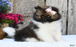 Pomeranian dogs for sale: Ivy - Image 4