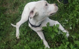 Dogo Argentino dogs for sale: Gold - Image 7