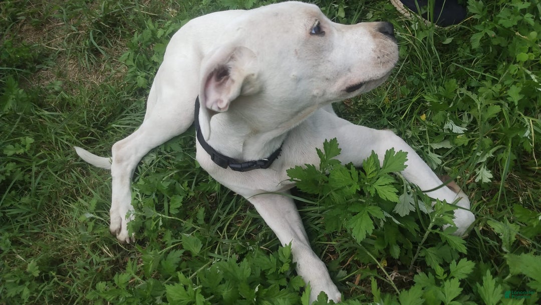 Dogo Argentino dogs for sale: Gold - Image 7