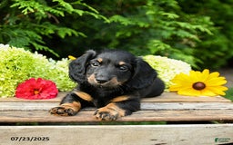 Miniature Dachshund dogs for sale: Ember - Image 2