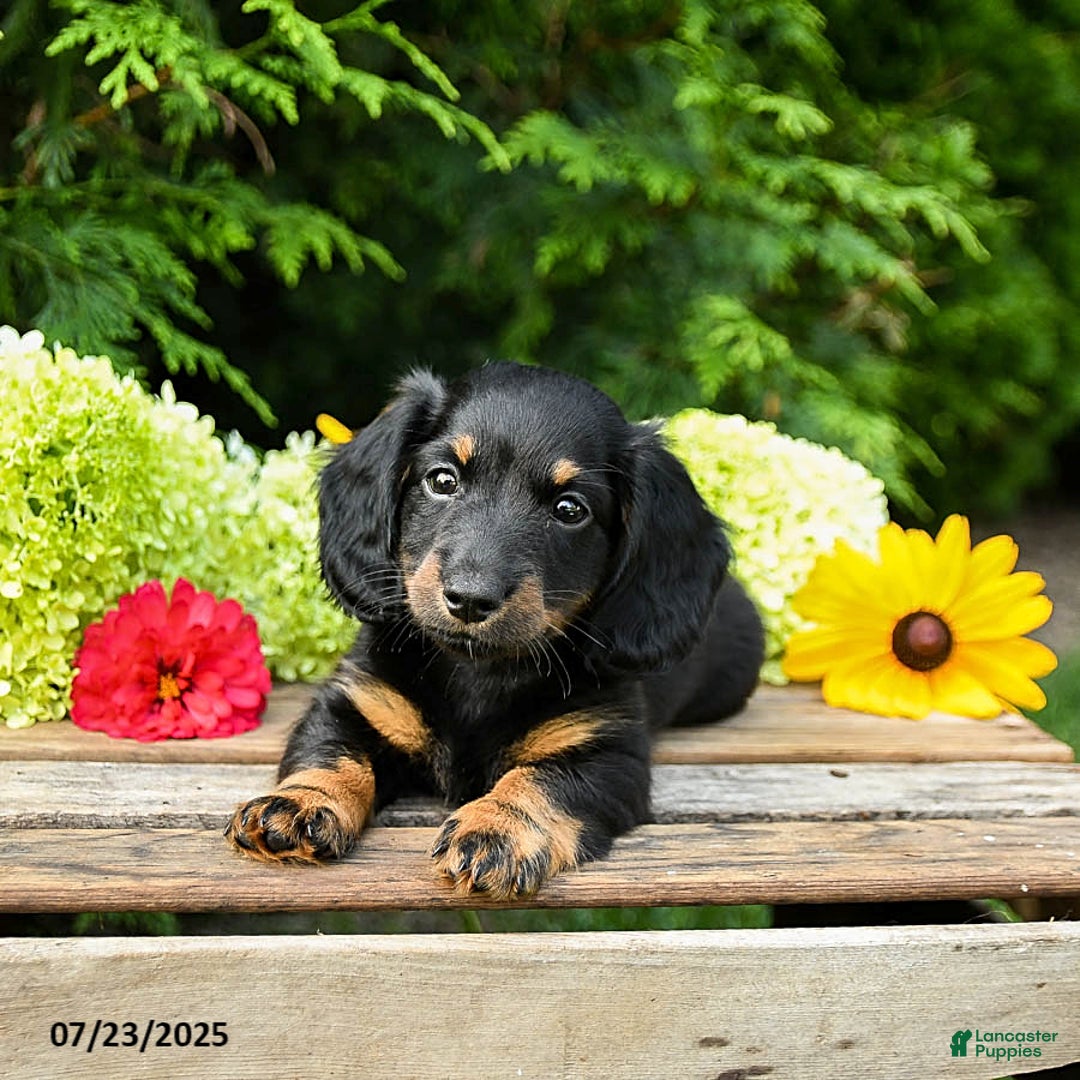 Miniature Dachshund dogs for sale: Ember - Image 2
