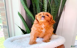 Cavapoo dogs for sale: Ivory - Image 7