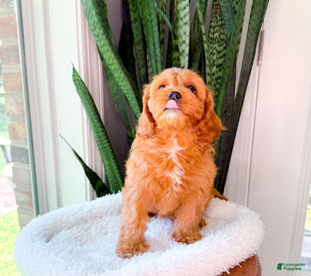 Cavapoo dogs for sale: Ivory - Image 7