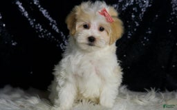 Maltipoo dogs for sale: Prissy - Image 4