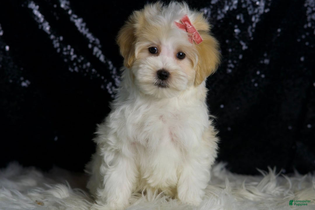 Maltipoo dogs for sale: Prissy - Image 4