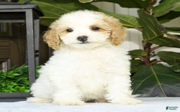 Cavapoo dogs for sale: Uriah - Image 16