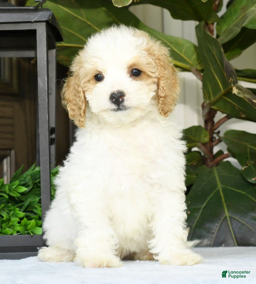 Cavapoo dogs for sale: Uriah - Image 16