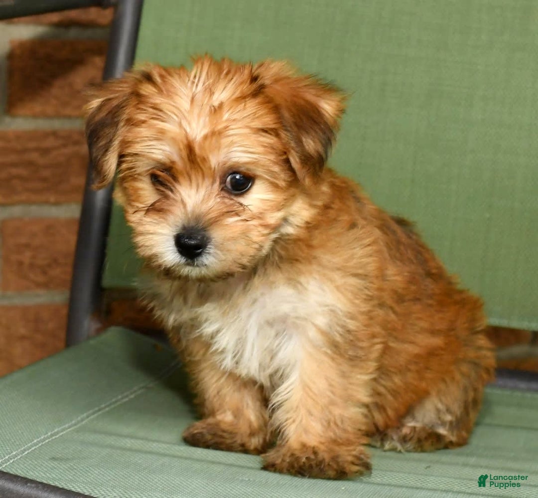 Yochon dogs for sale: Megan - Image 3
