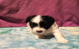 Chihuahua dogs for sale: Nix - Image 16