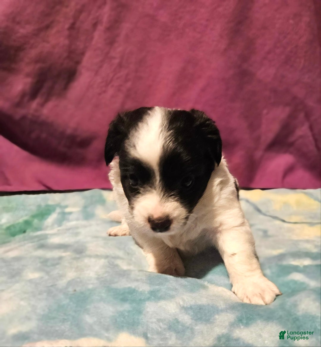 Chihuahua dogs for sale: Nix - Image 16