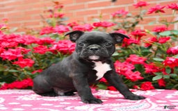 Frenchton dogs for sale: Foster - Image 2
