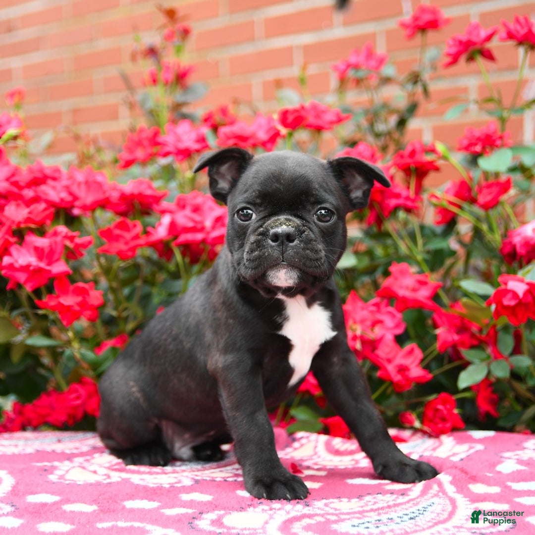 Frenchton dogs for sale: Foster - Image 2