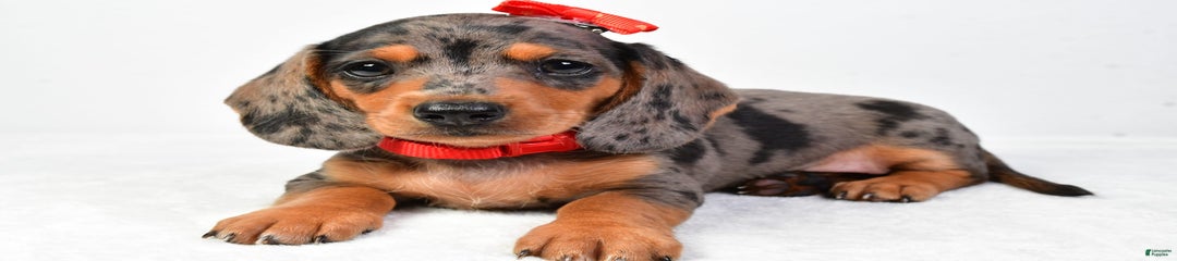 Snoopy
