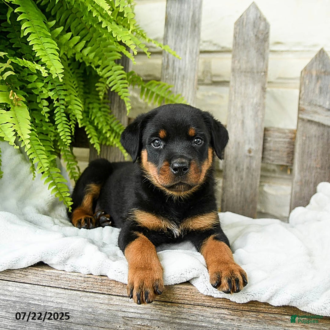 Rottweiler dogs for sale: Rottweiler 9 puppies - Image 14