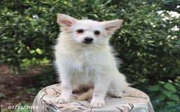 American Eskimo dogs for sale: Stella - Image 6