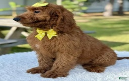 Goldendoodle dogs for sale: Channel - Image 3