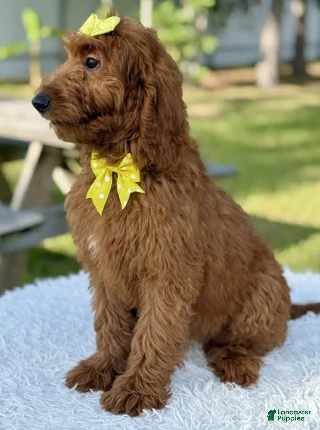 Goldendoodle dogs for sale: Channel - Image 3