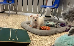 West Highland Terrier dogs for sale: Shelby - Image 3