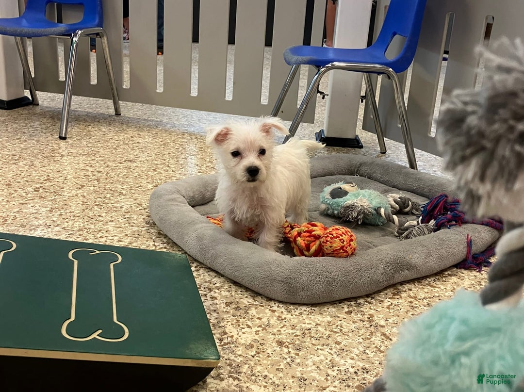 West Highland Terrier dogs for sale: Shelby - Image 3