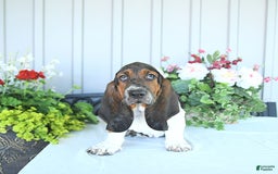 Basset Hound dogs for sale: Cooper - Image 5