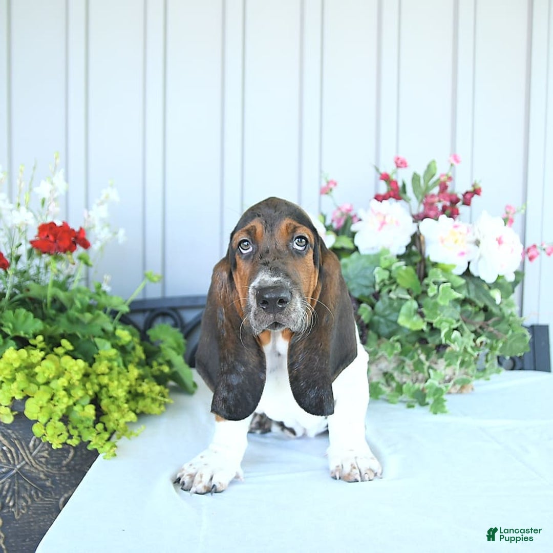 Basset Hound dogs for sale: Cooper - Image 5