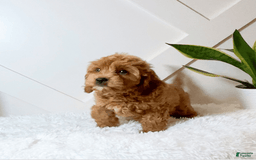Cavapoo dogs for sale: Zaid - Image 4