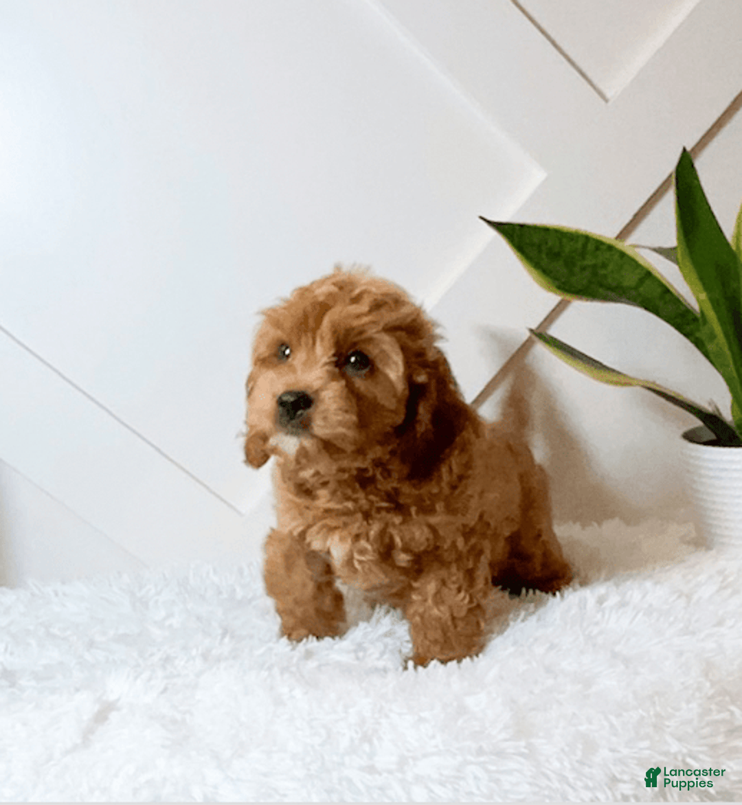 Cavapoo dogs for sale: Zaid - Image 4