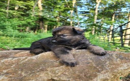 German Shepherd dogs for sale: Kora - Image 12
