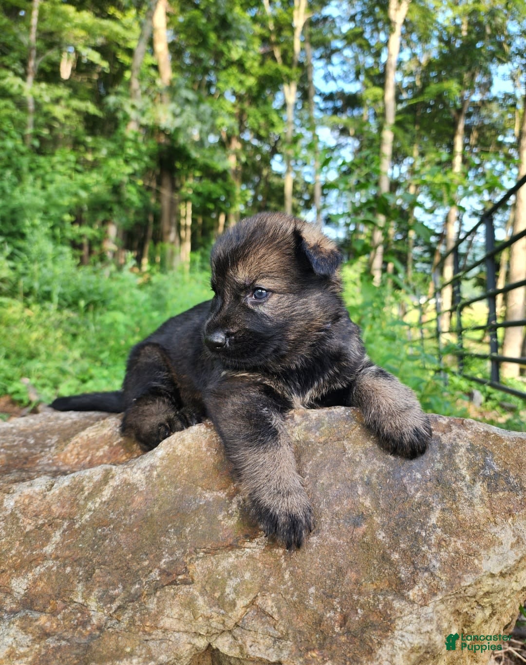German Shepherd dogs for sale: Kora - Image 12