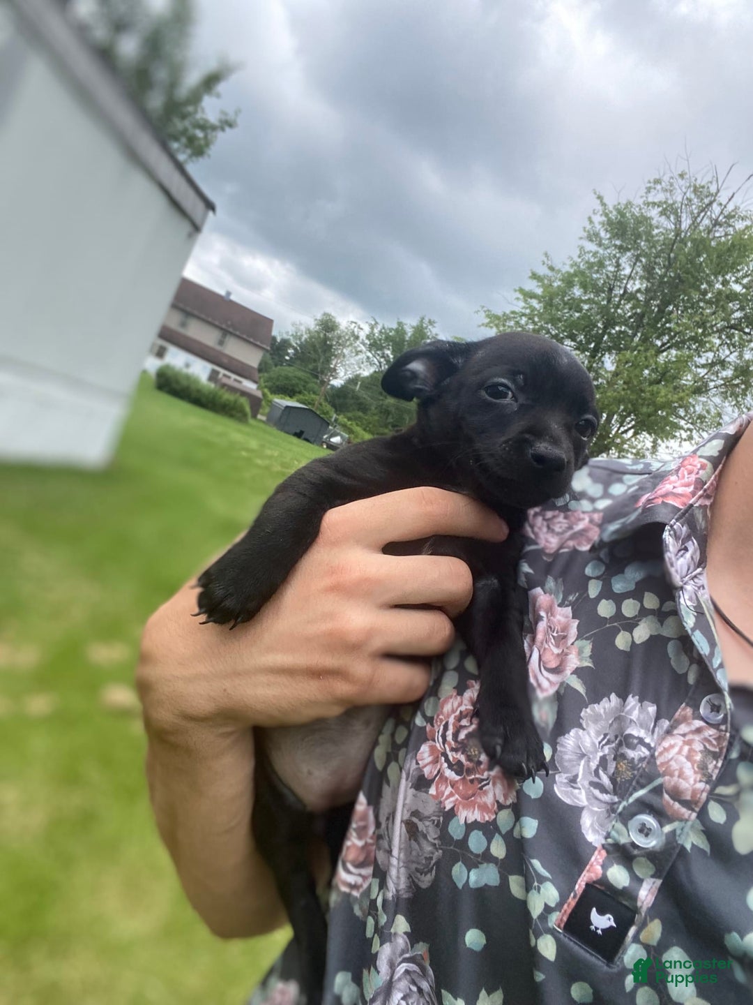 Chihuahua dogs for sale: Suki - Image 3