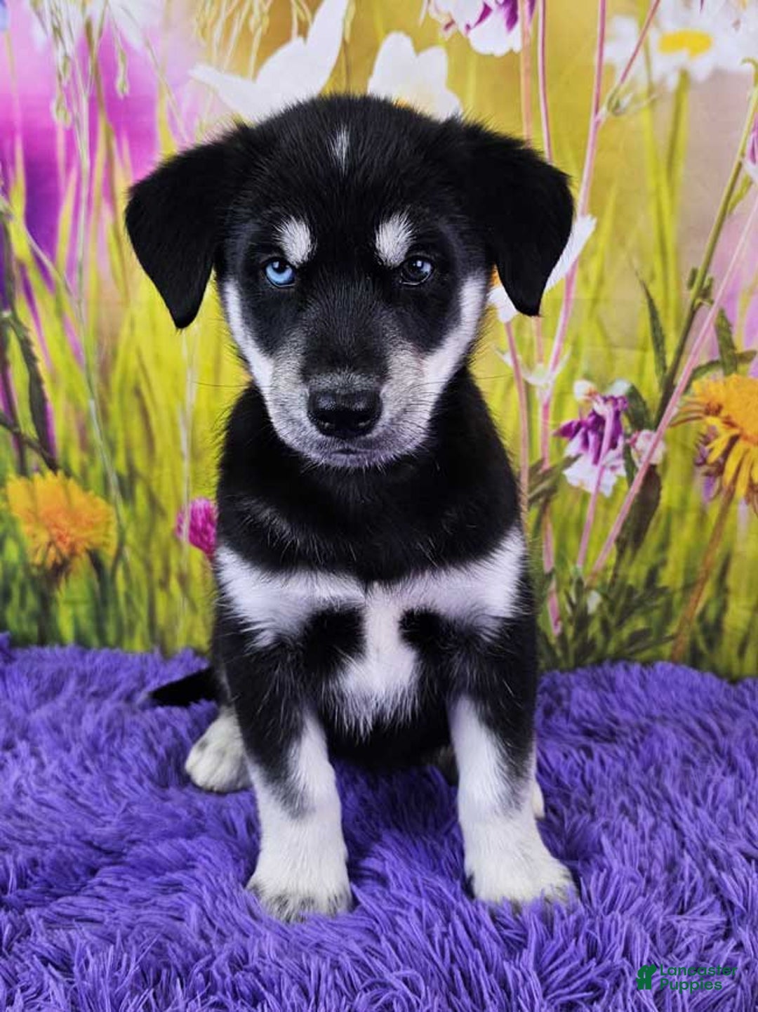 Goberian dogs for sale: Greta - Image 3