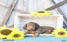 Dachshund dogs for sale: Callie - Image 4