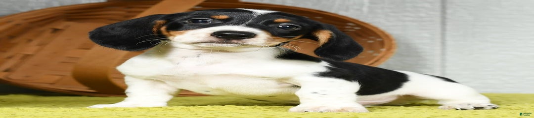 Buster