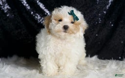 Toy Poodle dogs for sale: Frizzy - Image 3