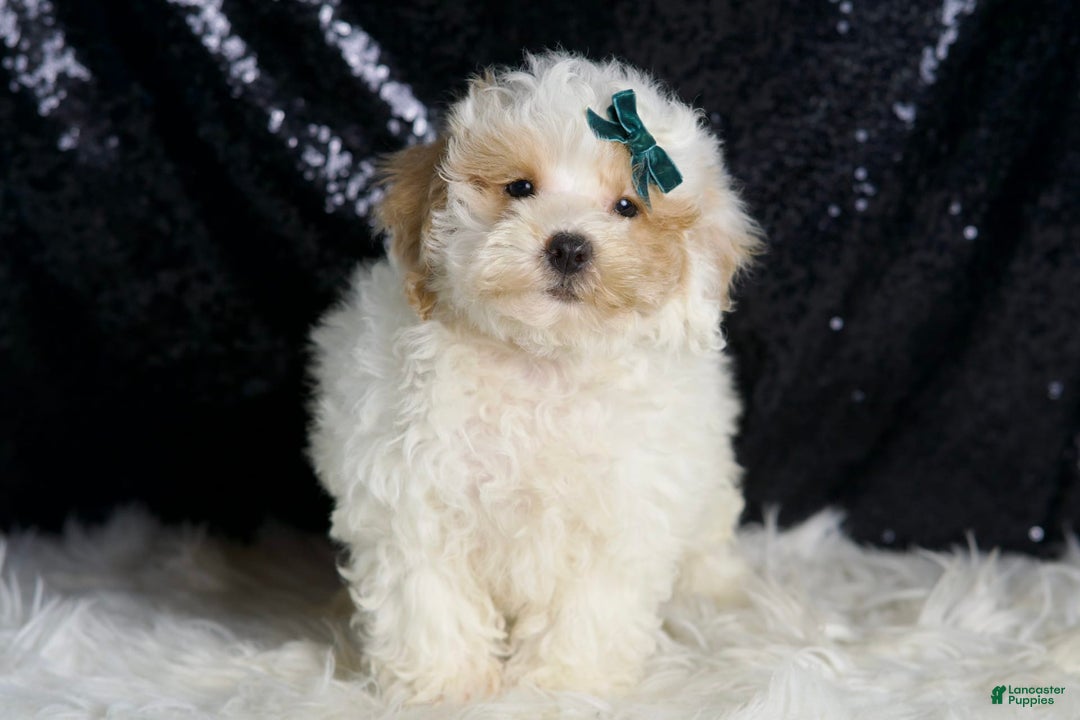 Toy Poodle dogs for sale: Frizzy - Image 3
