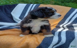 Mini Bernedoodle dogs for sale: Donut - Image 4