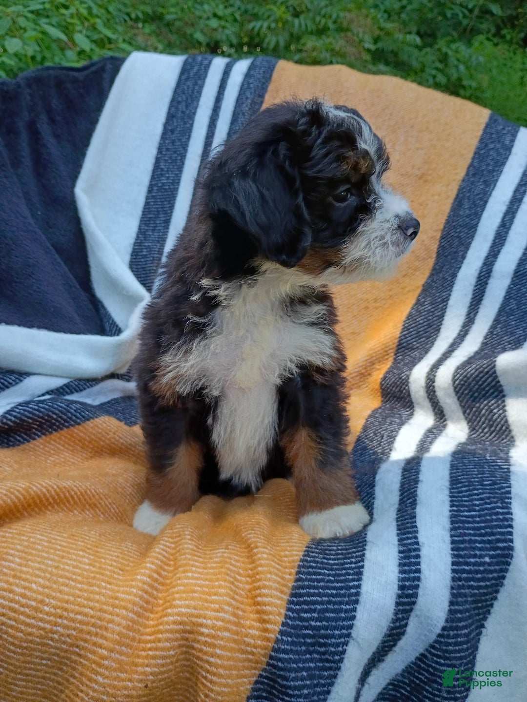 Mini Bernedoodle dogs for sale: Donut - Image 4