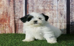 Shihpoo dogs for sale: Benny - Image 13