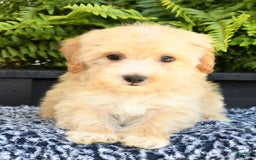 Havapoo dogs for sale: Maggie - Image 3