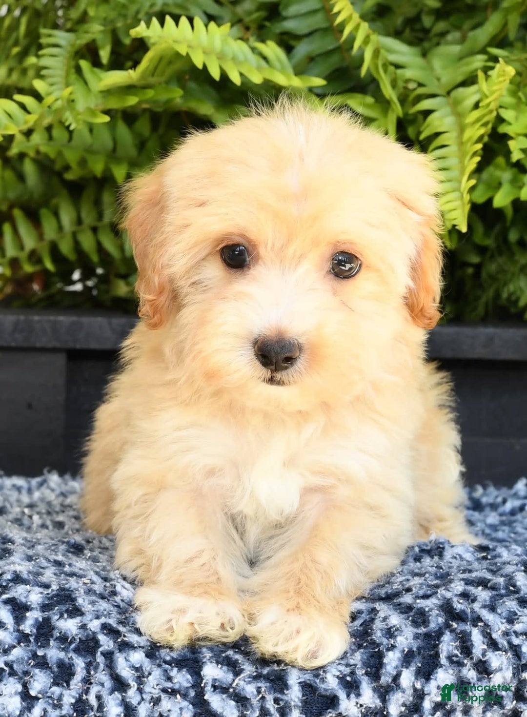 Havapoo dogs for sale: Maggie - Image 3