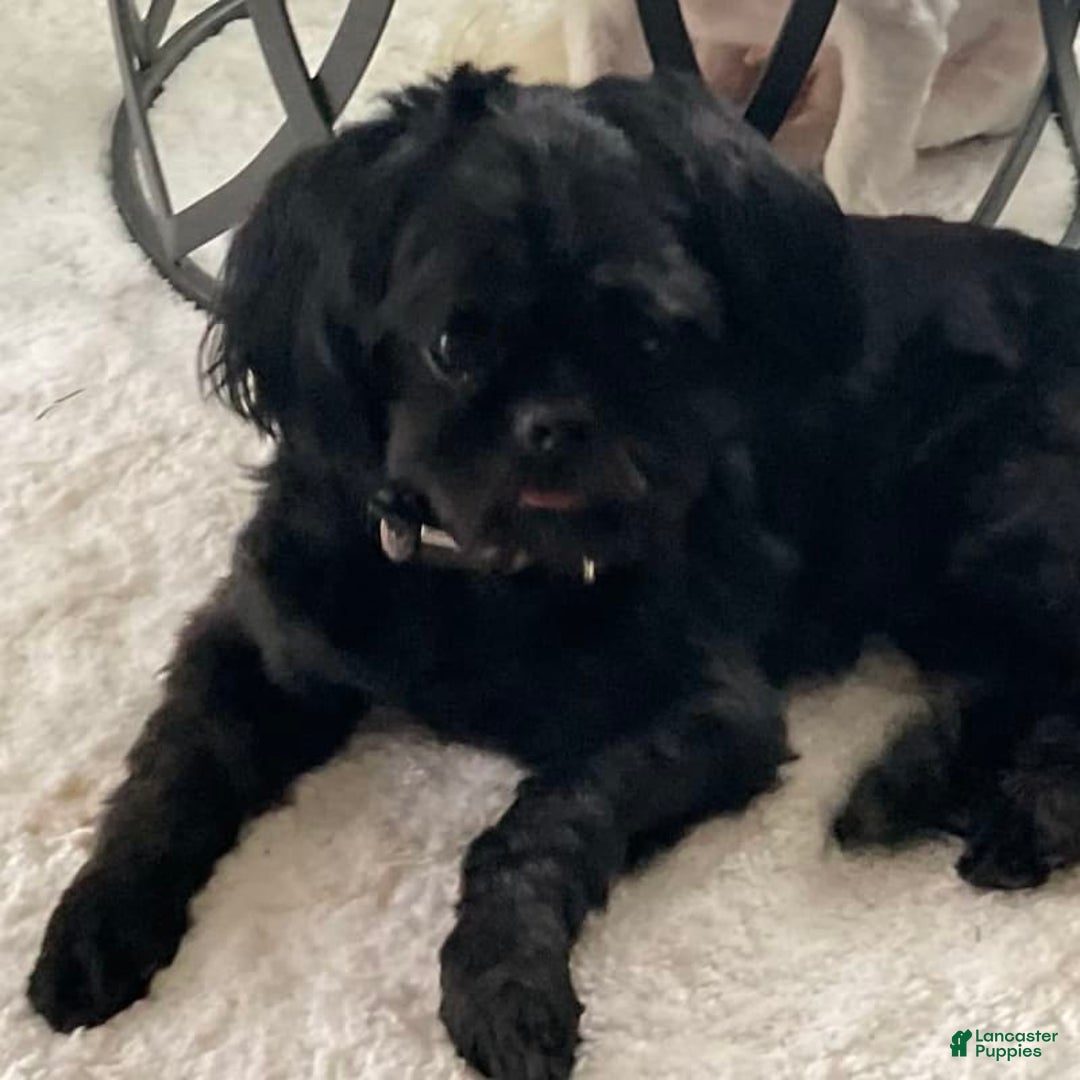 Shih Tzu dogs for sale: Midnight - Image 3