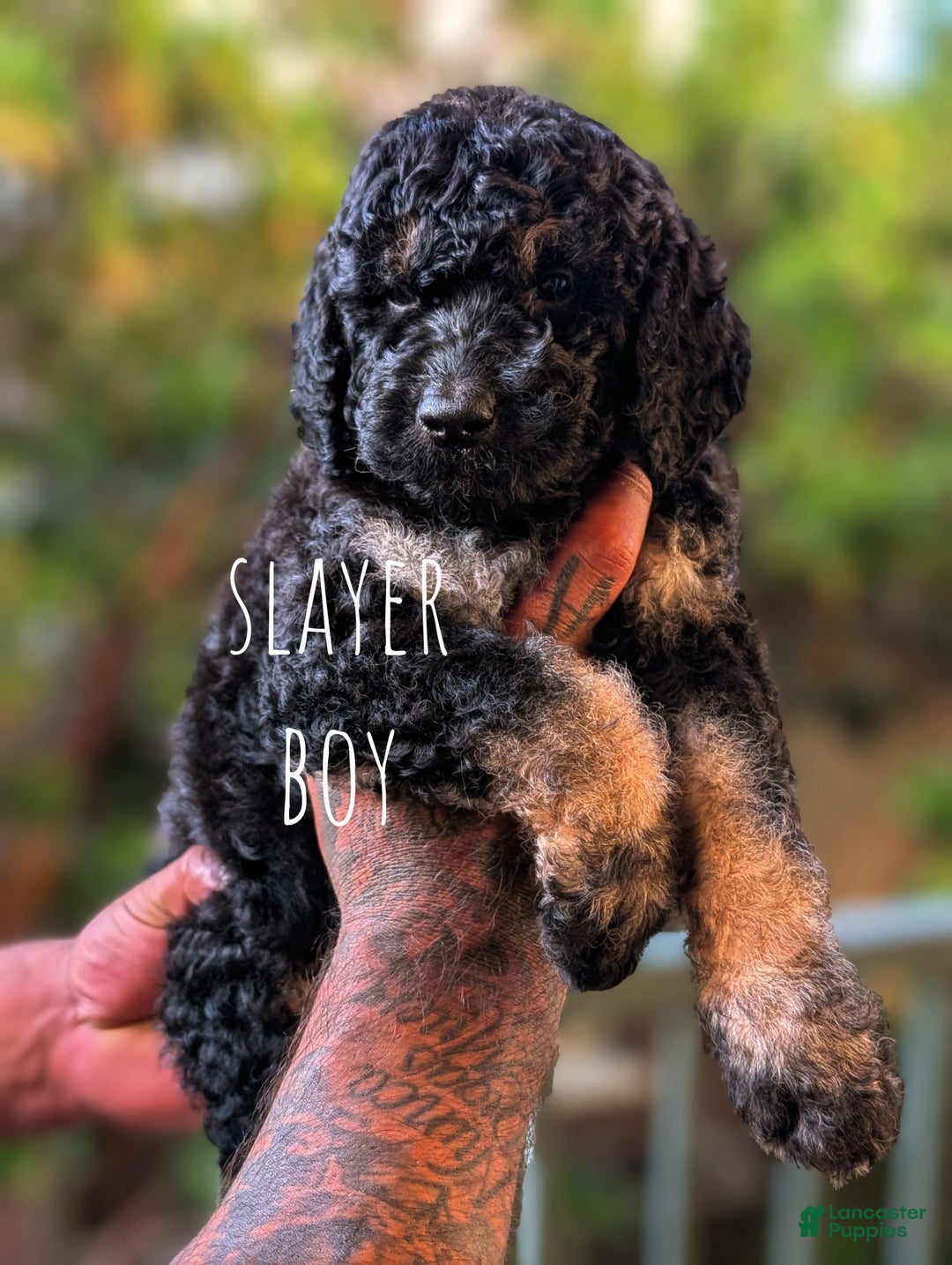 Goldendoodle dogs for sale: Slayer - Image 4