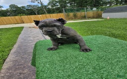 Cane Corso dogs for sale: Mila - Image 12
