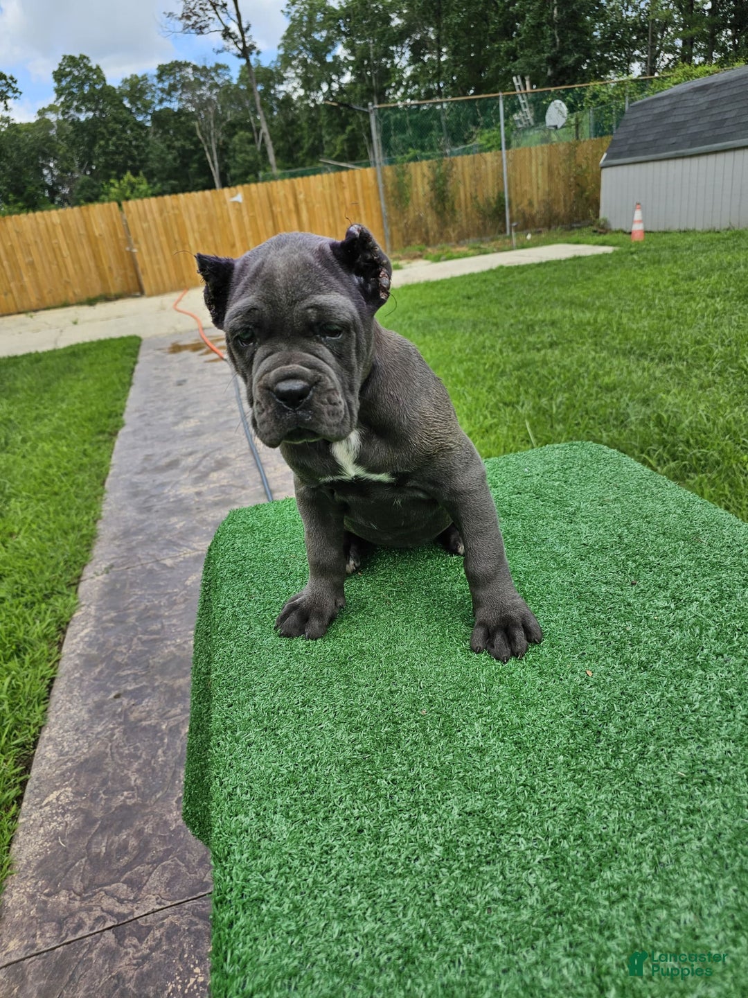 Cane Corso dogs for sale: Mila - Image 12
