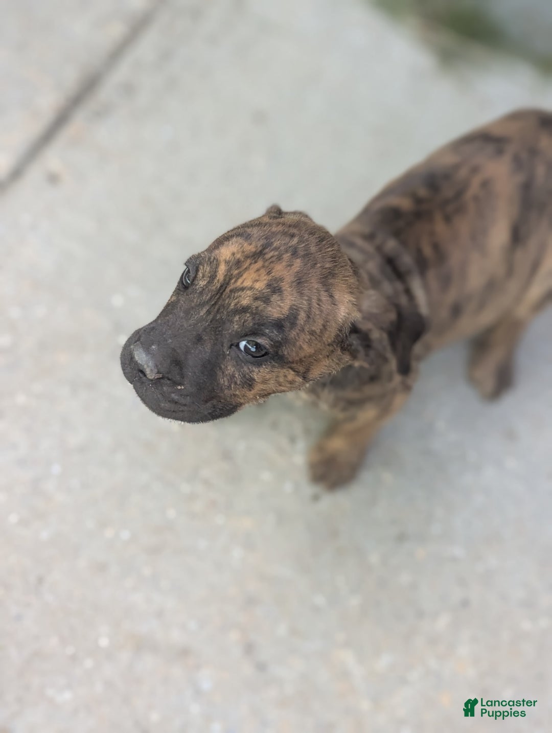 Cane Corso dogs for sale: Bruno - Image 3
