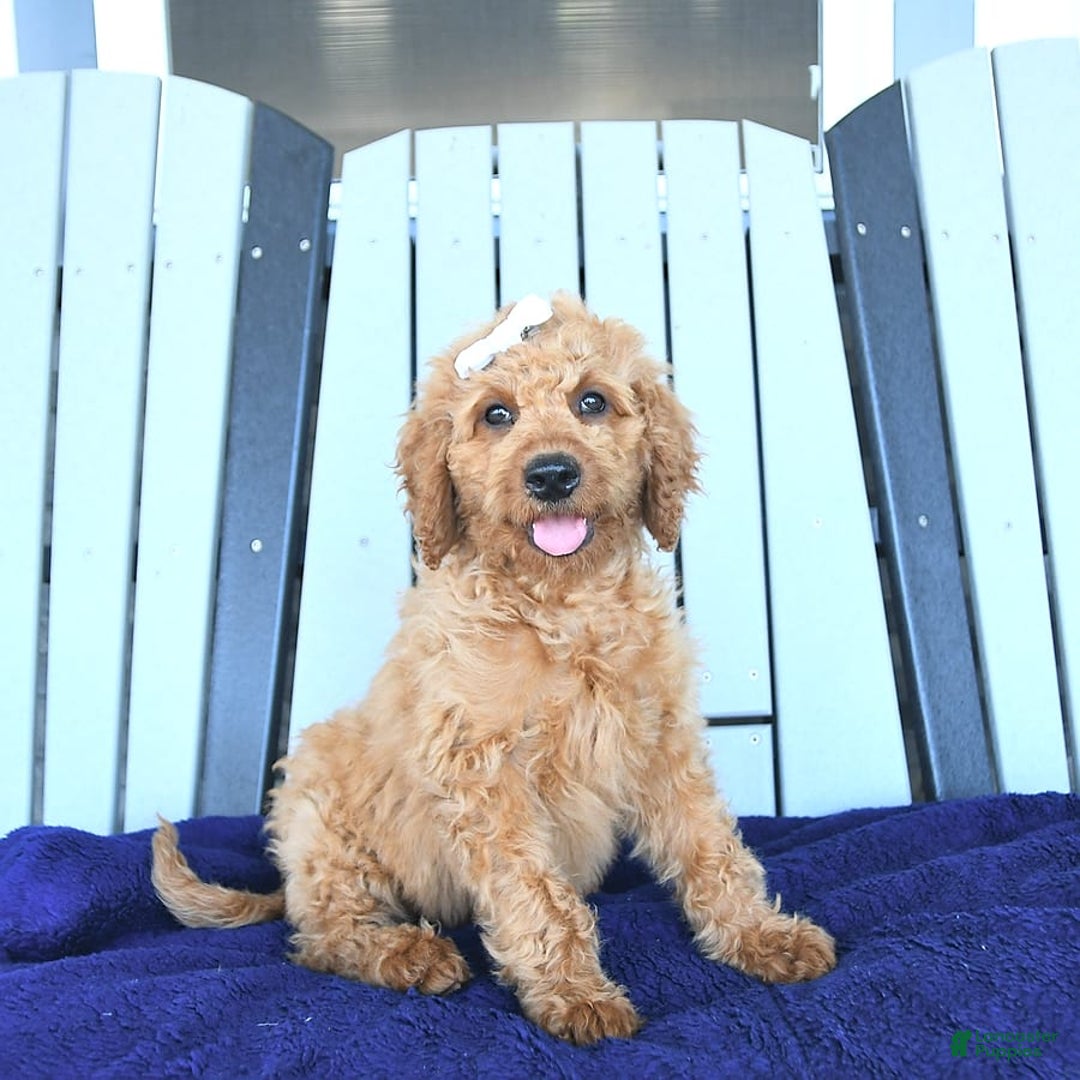 Mini Goldendoodle dogs for sale: Aurora - Image 9