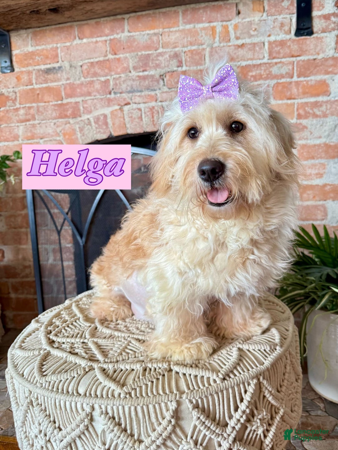 Mini Goldendoodle dogs for sale: Hunter - Image 7