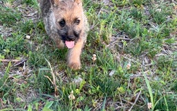 Cairn Terrier dogs for sale: Captain - Image 15